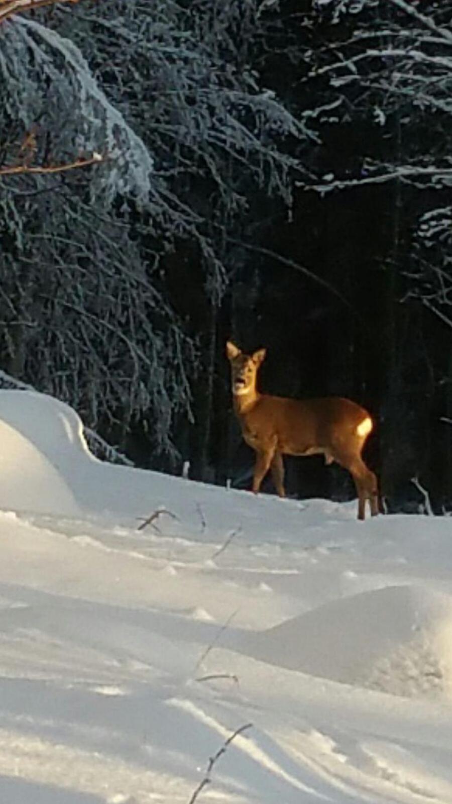 Mieps Huset Dalarna Holiday Kullen  Eksteriør billede